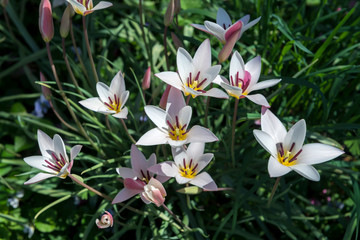 USA, Virginia, Williamsburg, Colonial Williamsburg, Lady Jane Tulip