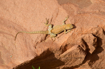 Zebra-tailed lizard (Callisaurus dracanoides) in Utah desert, Cedar Mesa, shedding its skin.