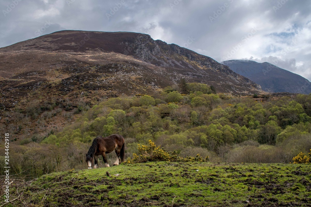 Wall mural Horse in the countryside of Ireland