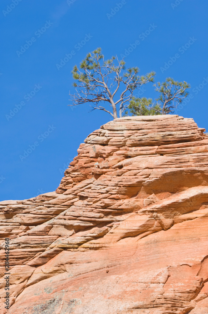 Sticker usa, utah, zion np, red rock tree