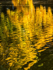 Walla Walla, Washington State. USA. Abstract fall colors at Walla Walla's Pioneer Park.