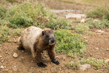 Mount Rainier National Park, Washington State, USA. Hoary marmot walking among the broadleaf lupine wildflowers.