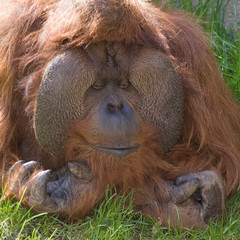 USA, Washington, Seattle. Close-up of male orangutan at the Woodland Park Zoo.  © Jaynes Gallery/Danita Delimont