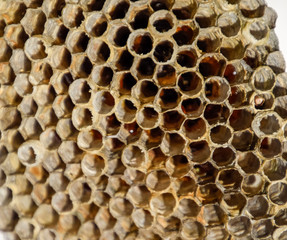 The nest is aspen, polist. The aspen nest at the end of the breeding season. Stocks of honey in honeycombs. Aspen honey. Vespa