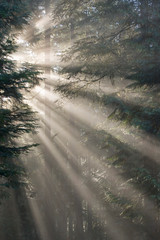 USA, Washington, Seabeck, Scenic Beach State Park. God rays illumine tree branches in winter fog. 