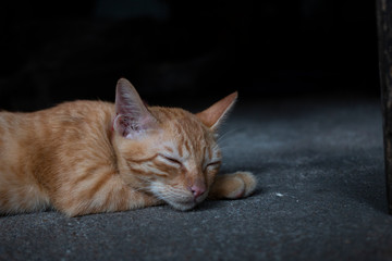 Fototapeta premium Sleeping Thai cat lay on the concrete floor. The cat feeding calm and comfort.