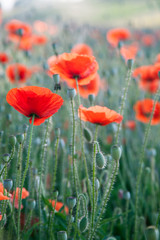 Poppies in bloom.