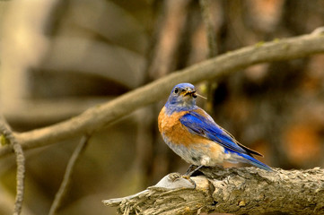 USA, Washington, Yakima. Male western bluebird with food for nestling. 