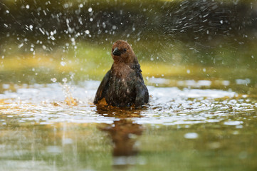 Brown-headed Cowbird (Molothrus ater), adult male bathing, Hill Country, Texas, USA