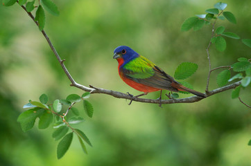Painted Bunting (Passerina ciris), adult male perched, Hill Country, Texas, USA