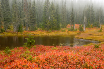 USA, Washington, Mount Rainier National Park. Fall-colored meadow in Reflection Lakes area. 