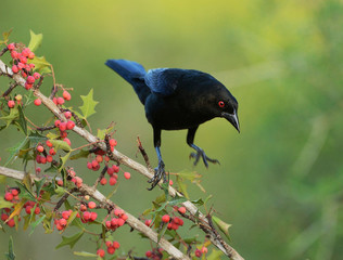 Bronzed Cowbird (Molothrus aeneus), adult landing on Agarita (Berberis trifoliolata) with berries, Rio Grande Valley, South Texas USA