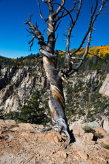 USA, Utah, Boulder, Escalante, Box-Death Hollow Wilderness, Vistas from Pine Creek-Hell's Backbone roads and Death Hollow Gnarled colorful Snag