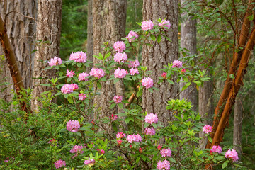 USA, Washington, Seabeck. Rhododendron flowers grow in forest. 