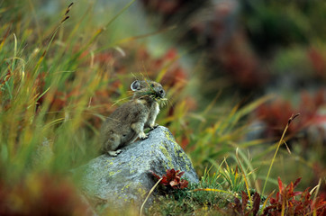 WA, Mount Rainier National Park, American Pika, gathering food for winter