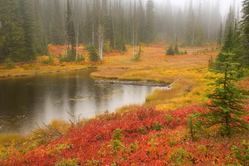 Naklejka na ściany i meble USA, Washington, Mount Rainier National Park. Fall-colored meadow in Reflection Lakes area. 