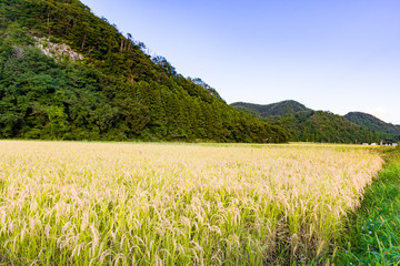 Fototapeta premium 実りの秋 宮城県秋保町
