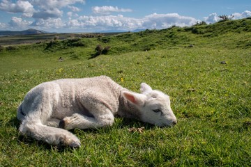 Fototapeta premium Lamb in the Irish countryside