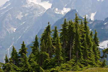 USA, Washington, North Cascades National Park, Cascade Pass. Mountain hemlock trees in wilderness. 