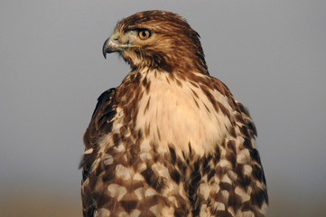 Red tailed Hawk, posing, Ridgefield National Wildlife Refuge, Ridgefield, Washington, USA