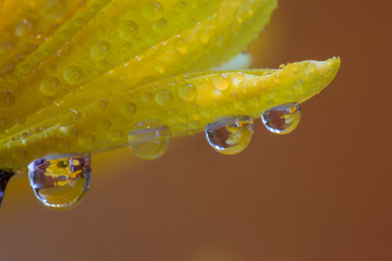 Dew drops reflecting flowers macro image on yellow Mums