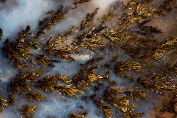 Plume Agate, Sammamish, Washington State
