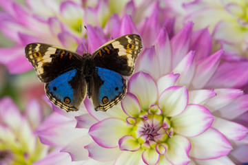 Blue pansy butterfly, Junonia orithya on pink and white Dahlia