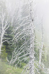 Washington, Mount Rainier National Park. Dead trees in a forest. Credit as: Don Paulson / Jaynes Gallery / DanitaDelimont.com