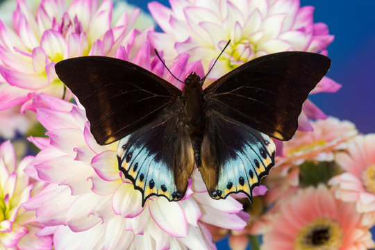 Tropical butterfly Charaxes eurialus from Indonesia on Dahlia Flowers