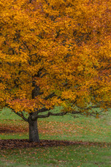 Naklejka premium USA, Washington State, Bainbridge Island. Tree in autumn color. Credit as: Don Paulson / Jaynes Gallery / DanitaDelimont.com