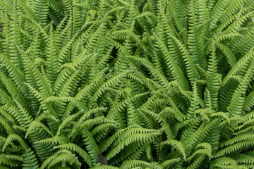 USA, Washington State, Seabeck. Deer fern plants. Credit as: Don Paulson / Jaynes Gallery /...