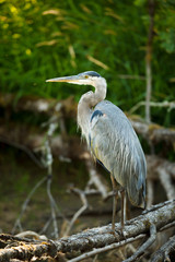 USA, Washington State, Ridgefield National Wildlife Refuge, Great Blue Heron (Ardea herodias).