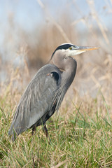 USA, Washington, Ridgefield National Wildlife Refuge, Great Blue Heron (Ardea herodias)