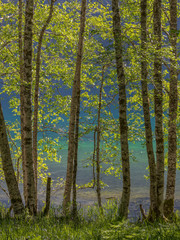 USA, Washington State, Olympic National Park. Alder trees on lake shore. 