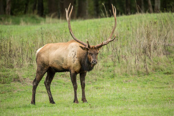 Naklejka na ściany i meble Eatonville, Washington State, USA. American elk bull in Northwest Trek Wildlife Park.