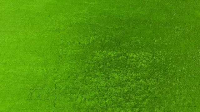 aerial view from flying drone of Field rice with landscape green pattern nature background, top view field rice