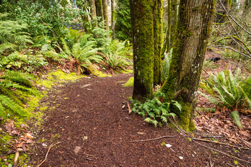 Fototapeta premium USA, Washington State, Bellevue. Path through woods.