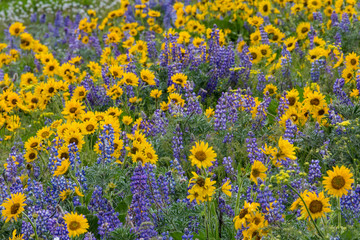 Springtime bloom with mass fields of Lupine, Arrow Leaf Balsamroot near Dalles Mountain State Park, Washington State