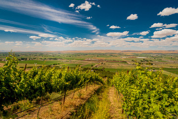 Vineyard in summer sun in Yakima Valley in Eastern Washington State, USA.