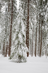 WA, Wenatchee National Forest, Ponderosa Pine forest