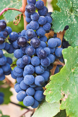 USA, WA, Yakima Valley, Cabernet Franc Grapes (Selective Focus)