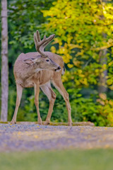 Naklejka na ściany i meble San Juan Island, Washington State, USA. Mule deer buck (Odocoileus hemionus) standing on a gravel driveway.
