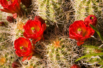 Claret cup cactus