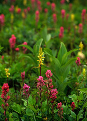 Summer wildflowers send forth a riot of color in Mt. Rainier National Park, WA.