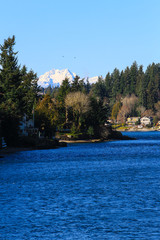 Fototapeta na wymiar Manchester, Washington State. Snow covered Brothers Mountains and seagulls peak over evergreens and the Puget Sound