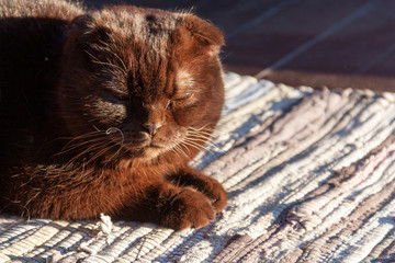 scene of the farm house life at dawn