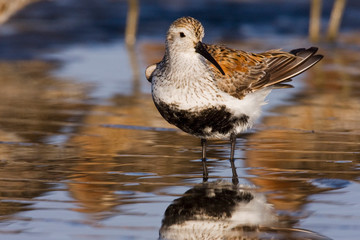 Dunlin Among Reflections