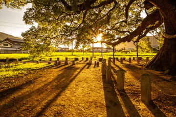 夕方に太陽光が差し込む大樹の下のイメージ