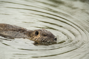 Ridgefield, Washington State, USA. Nutria swimming in Ridgefield National Wildlife Refuge. Coypu, also known as the river rat or nutria, is a large, omnivorous, semi-aquatic rodent.