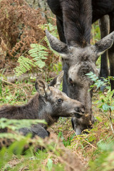 Eatonville, Washington State, USA. Moose calf resting while its mother eats close by, Northwest Trek Wildlife Park.